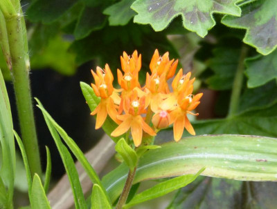 2015-07-28 Asclepias tuberosa.jpg