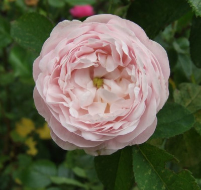 2006-06-15_duchesse_de_montebello_k.jpg
