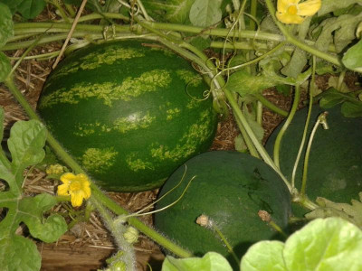 20150728_201203.jpg