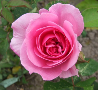 2006-06-15_gertrude_jekyll.jpg