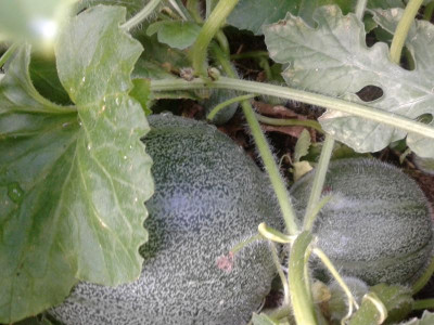 20150723_192520.jpg