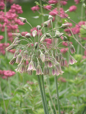 nectaroscordum_siculum_und_spornblume.jpg