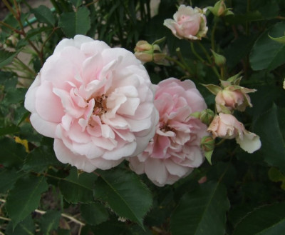 2006-06-15_penelope_02.jpg