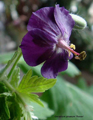 G.phaeum_Ravens.jpg