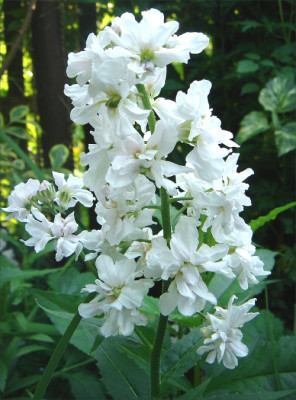 Hesperis_matronalis_Alba_Plena.jpg