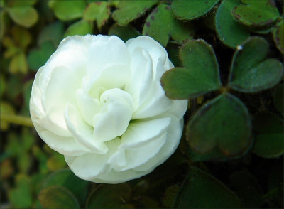 Oxalis_magellanica_Nelsonii.jpg