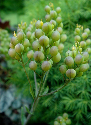 Alyssum_abgebluht.jpg