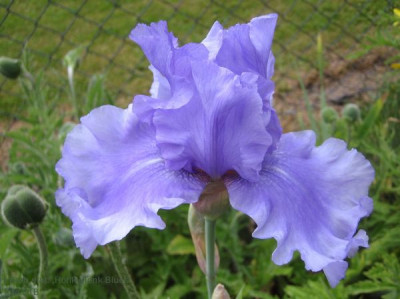 I.barb.elat._Honky_Tonk_Blues_2_10361.jpg