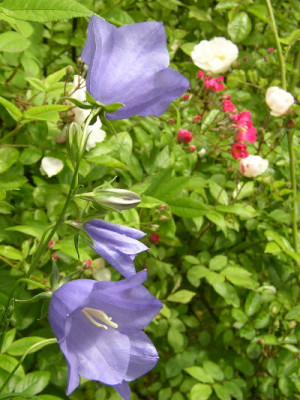 Glockenblume11.jpg