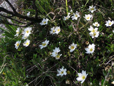blumen_kaibling1.jpg