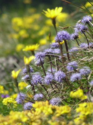 blumen_kaibling2.jpg