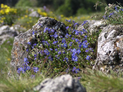 blumen_kaibling3.jpg