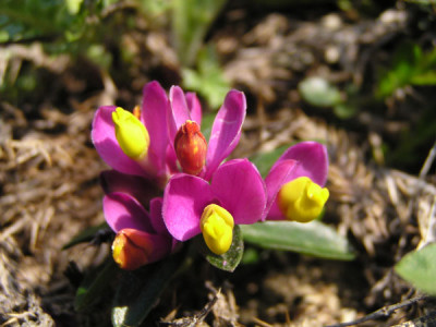 blumen_kaibling4.jpg