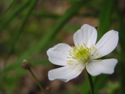 blumen_kaibling5.jpg