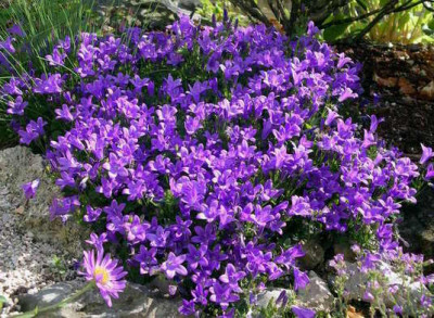 Campanula_portenschlagiana_2006-06-15.JPG