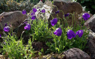 Campanula_pulla_2006-06-15.JPG