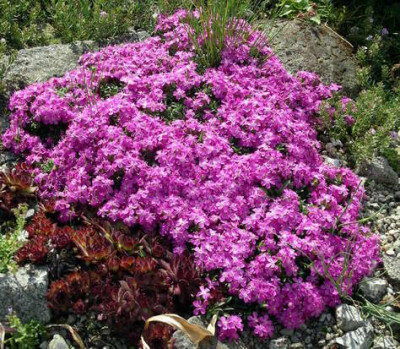 Saponaria_Bressingham_2006-06-15.JPG