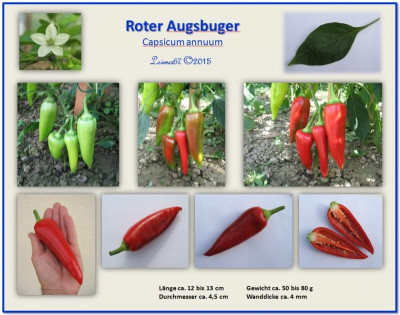 Steckbrief_Roter Augsburger_2015_Leima67.JPG
