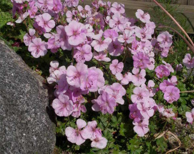 Geranium_dalmaticum_2006-06-15.JPG