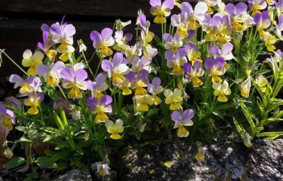 Viola_2006-06-15.JPG