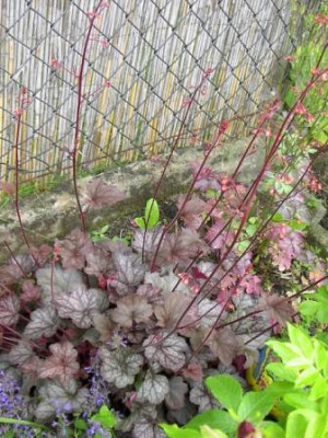 20040606__heuchera_rote_blaetter.jpg