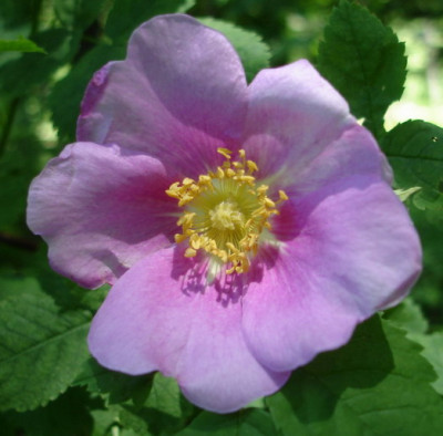 RosaMajalis0606.jpg