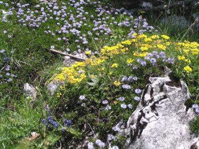 globularia_punktata_danke.jpg