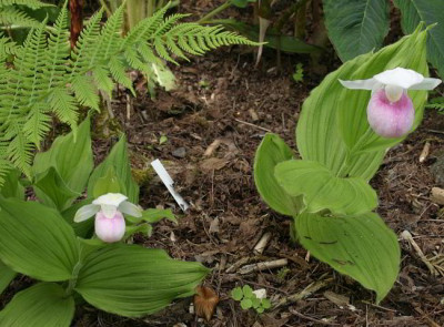 IMG_1392_eCypripedium_reginae.JPG