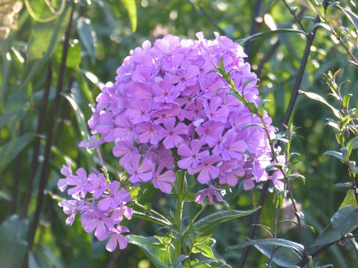 2015-07-29 Phlox 'Luc's Lilac'.jpg