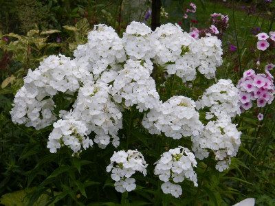 2015-07-29 Phlox cf. 'Eisberg'.jpg