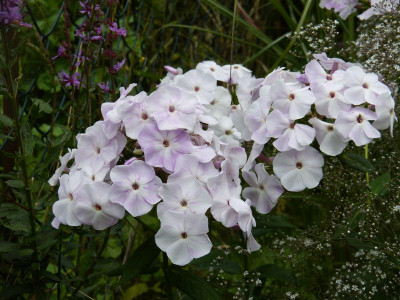 2015-07-29 Phlox 'Die Holde' 1.jpg