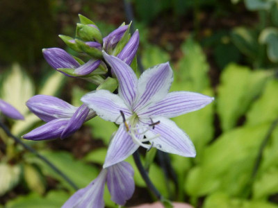 2015-07-29 Hosta 'Curly Fries'.jpg