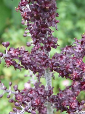 2015-07-29 Veratrum nigrum.jpg