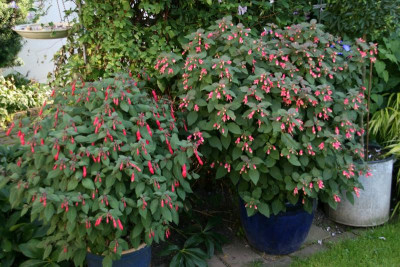 Fuchsien3912a.jpg