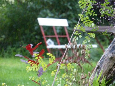 2015-07-29 Gartenimpressionen.jpg