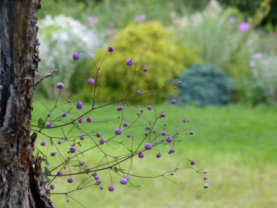 2015-07-29 Thalictrum 'Splendide'.jpg
