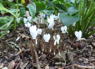 2015-07-29 Cyclamen hederifolium.jpg