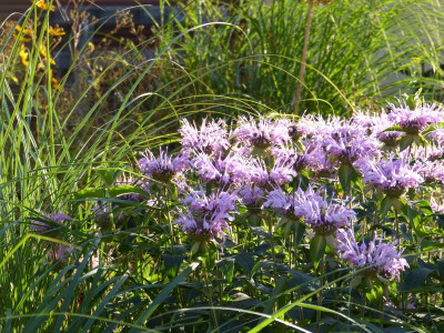 2015-07-29 Monarda 'Camilla'.jpg