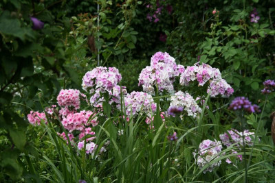 Phlox0115.JPG