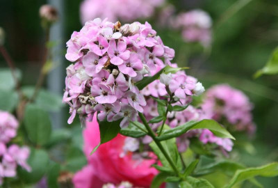 Phlox0515.JPG