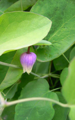 16.6.06.ii_Clematis_addisonii_039.JPG
