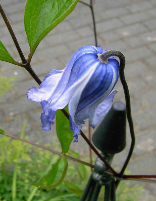 16.6.06.iiClematis_Cylindrica__037.JPG