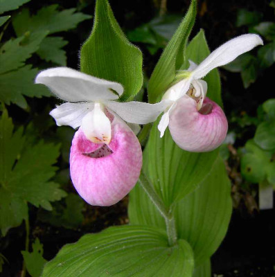 16.6.06.Cypripedium_reginae__005.JPG