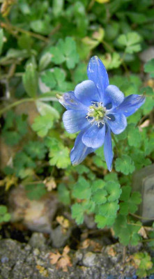 16.6.06._Aquilegia_pyrenaica_043.JPG