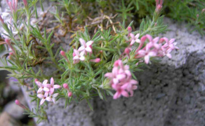 16.6.06.Asperula_daphneola_046.JPG