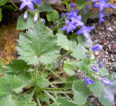 16.6.06.ii_Campanula_...036.JPG
