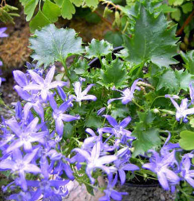 16.6.06._Campanula_elatines_30.JPG