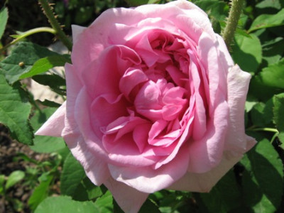 Comte_de_Chambord_1.jpg