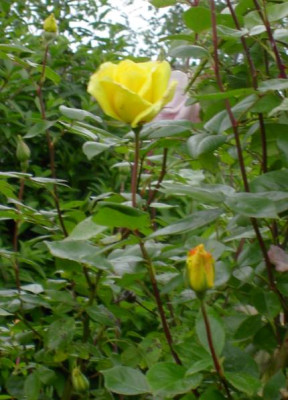 20040606_maigold.jpg
