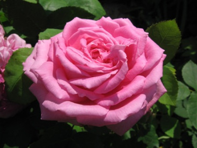 unbekannte_rosa_Rose.jpg